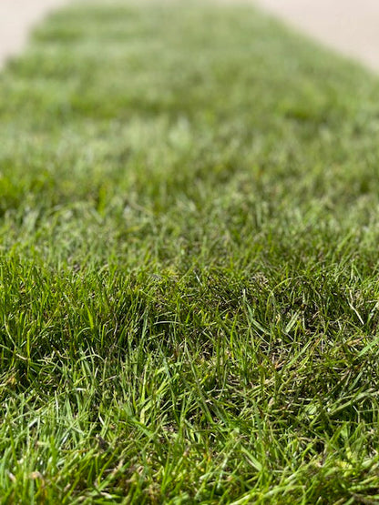 Quality Grass Turf - 10 Square Meters